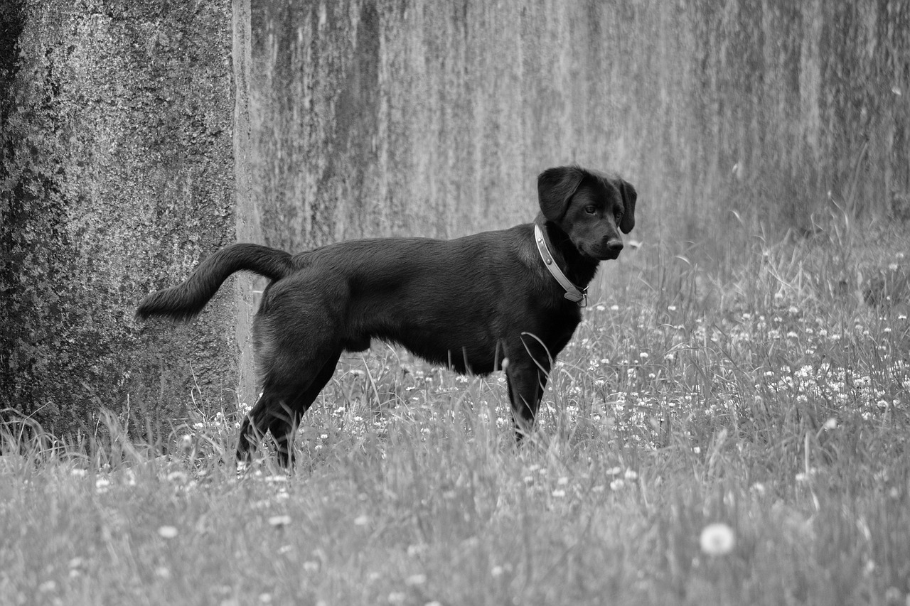 labrador dog quadruped free photo