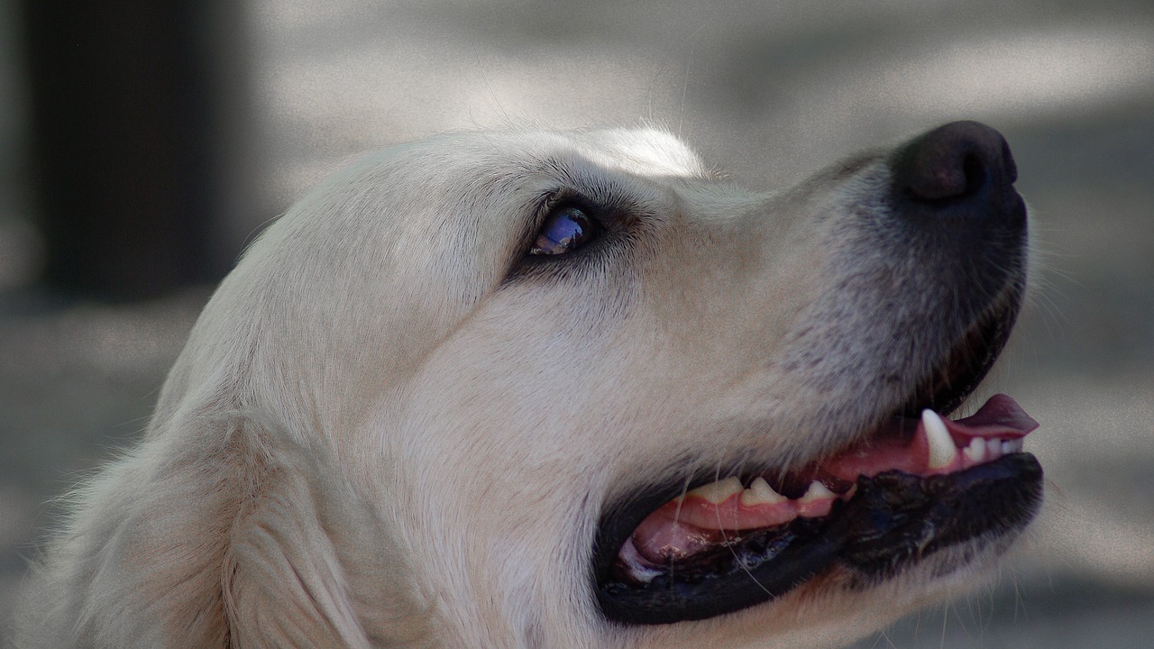 labrador dog canine free photo
