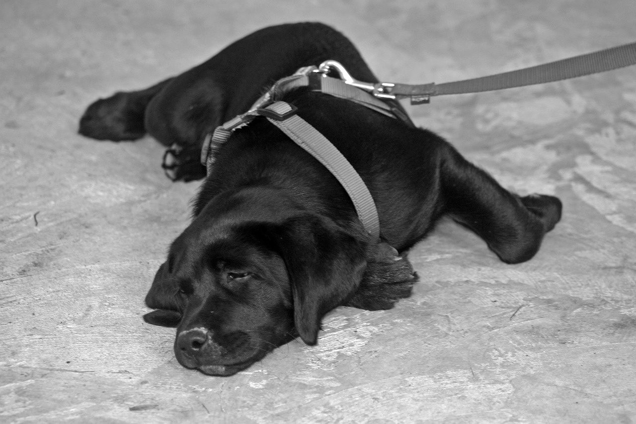 labrador dog leash on leash free photo