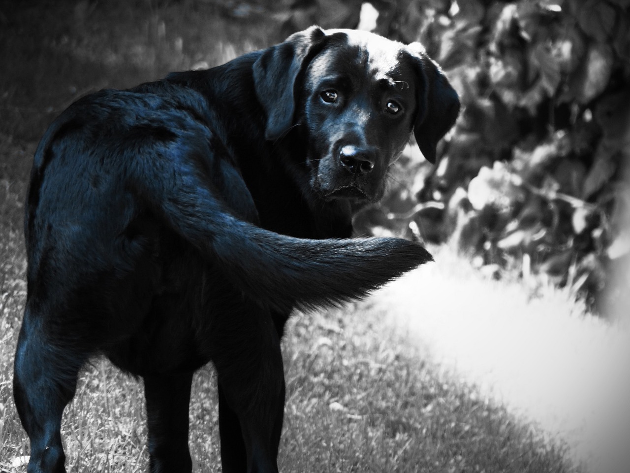 labrador dog black free photo