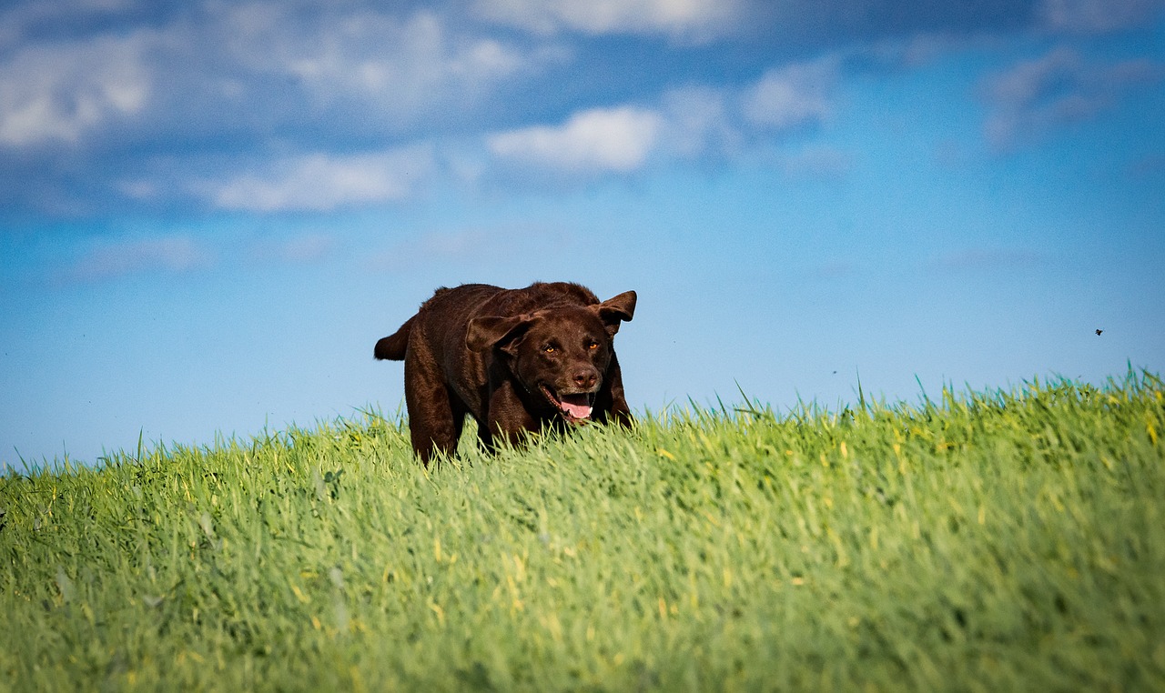 labrador dog movement free photo