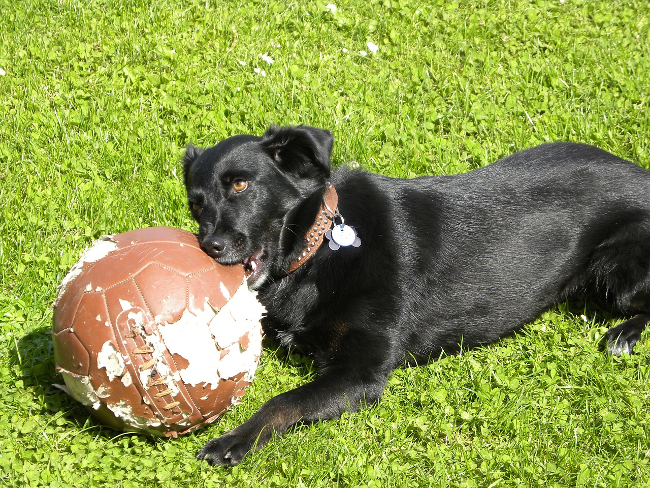 labrador dog football free photo