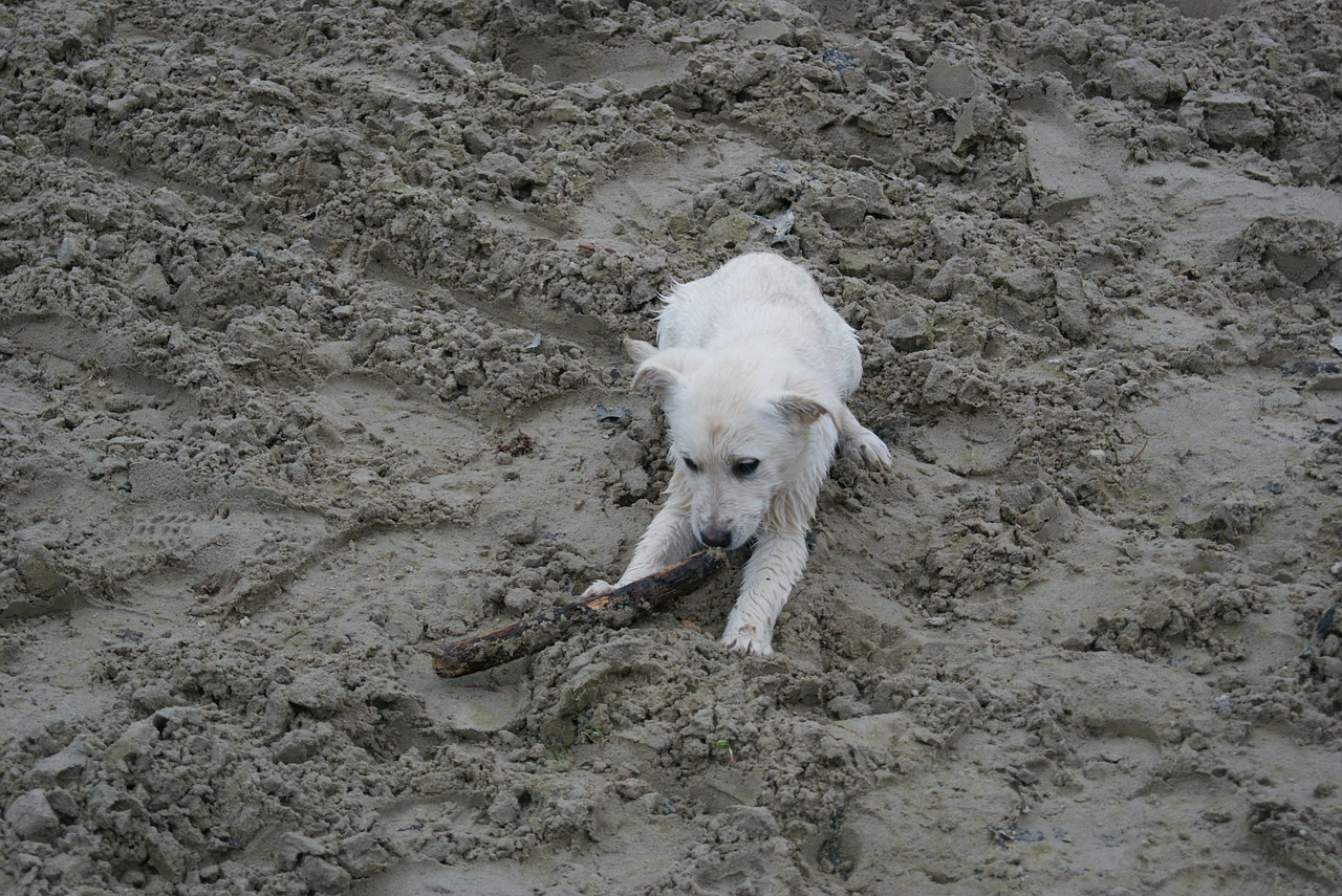 Labrador,puppy,white,dog,free pictures - free image from needpix.com