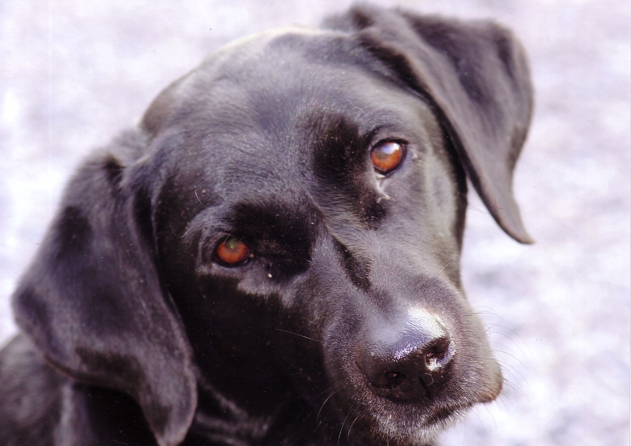 labrador black dog free photo