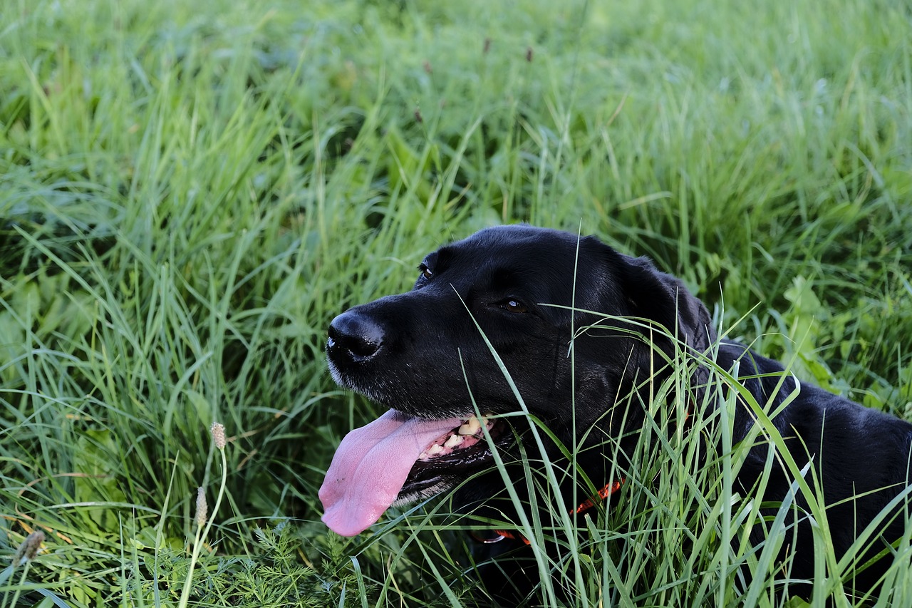 labrador dog tongue free photo