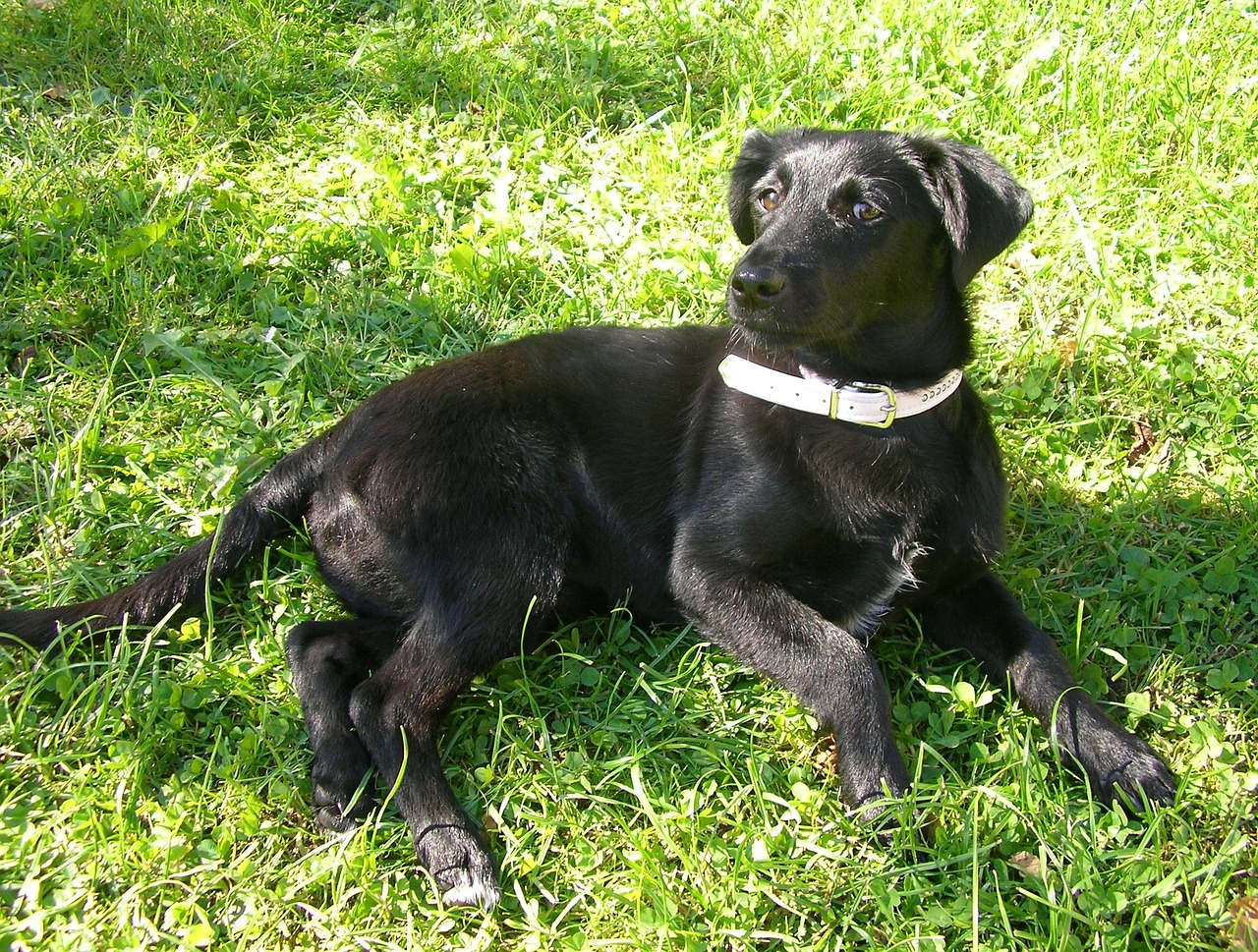 labrador dog puppy free photo