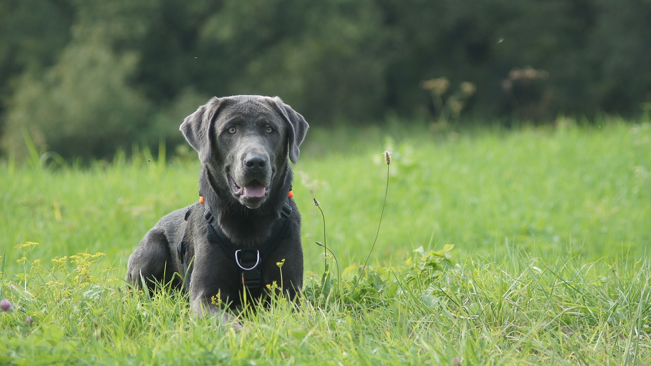 labrador dog nature free photo