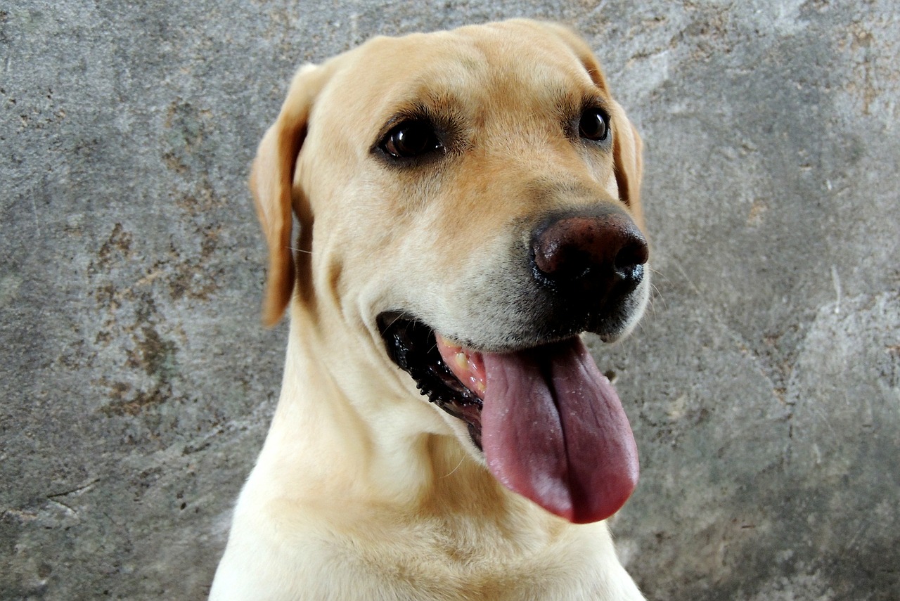 labrador dog animals free photo