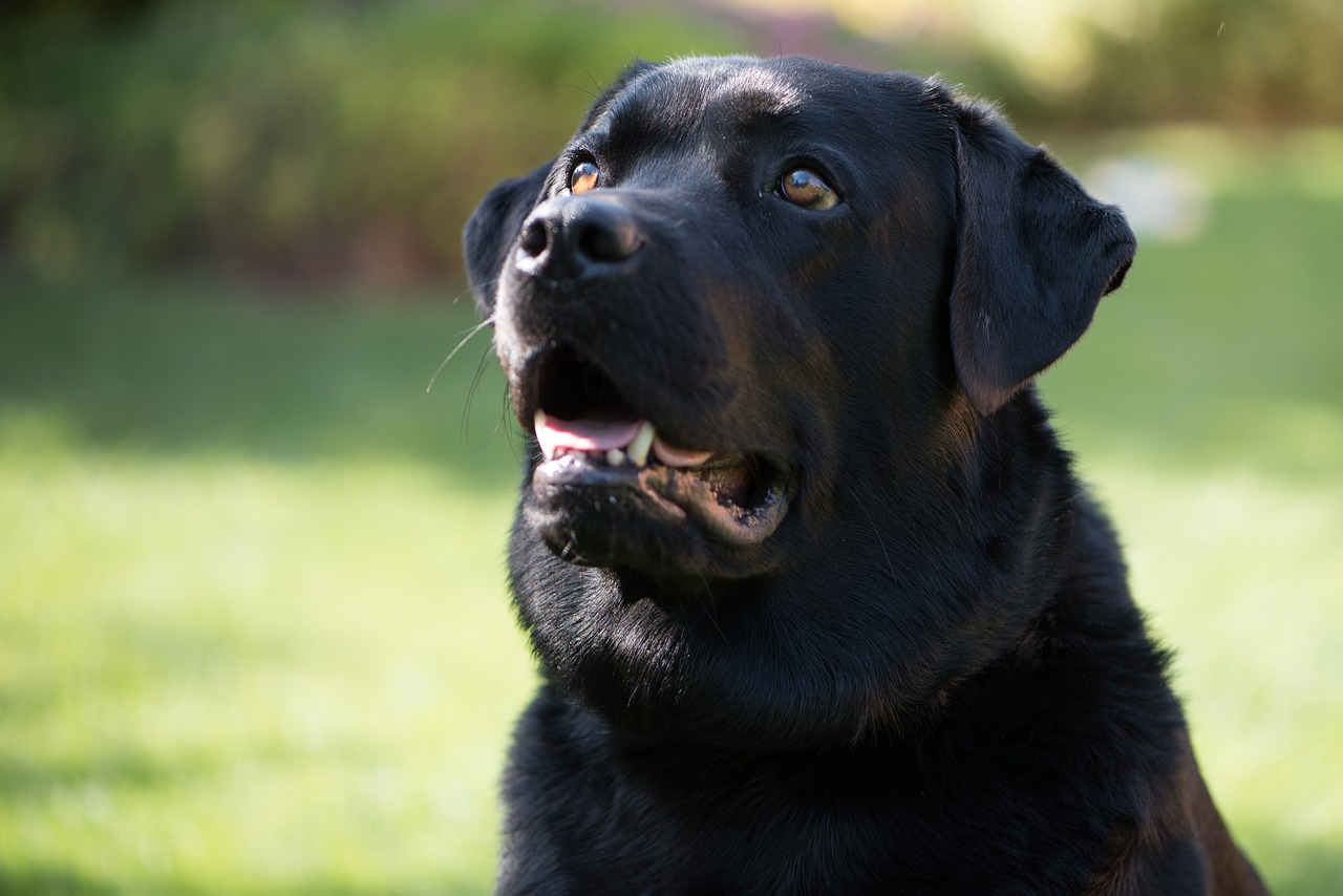 labrador  dog  black free photo