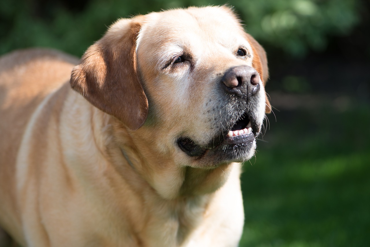 labrador  dog  old free photo