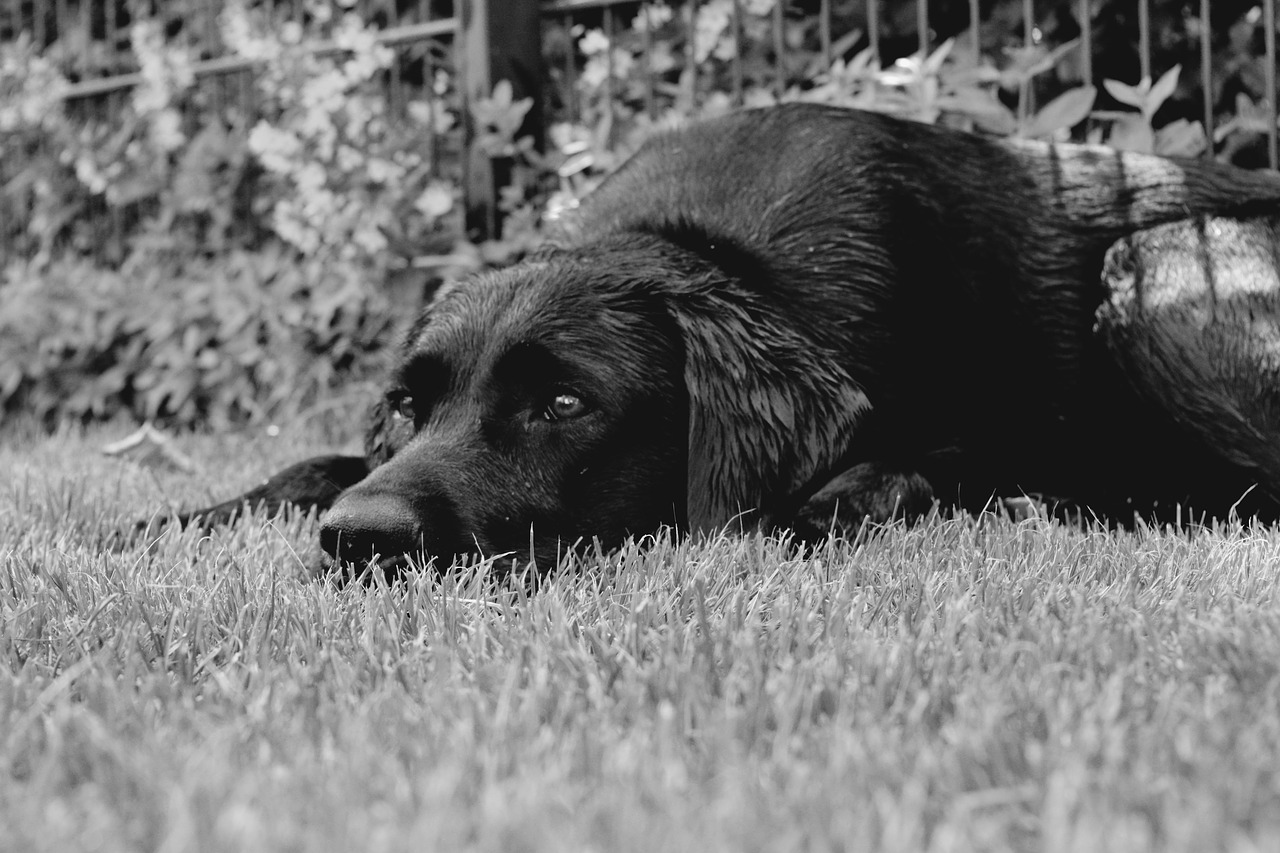 labrador  black and white  dog free photo