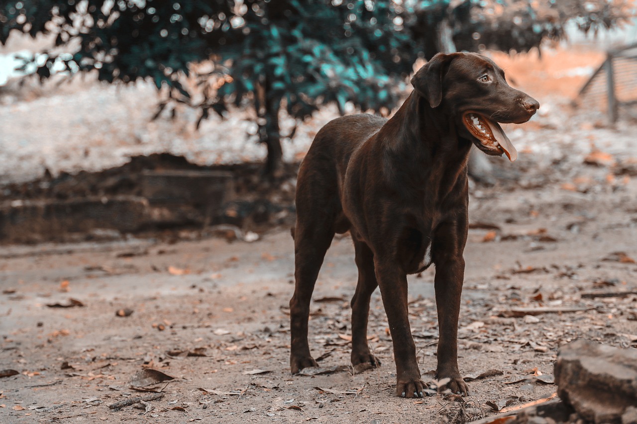 labrador  dog  brown free photo