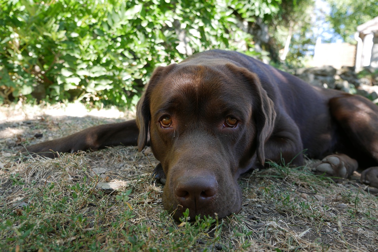 labrador  dog  brown free photo