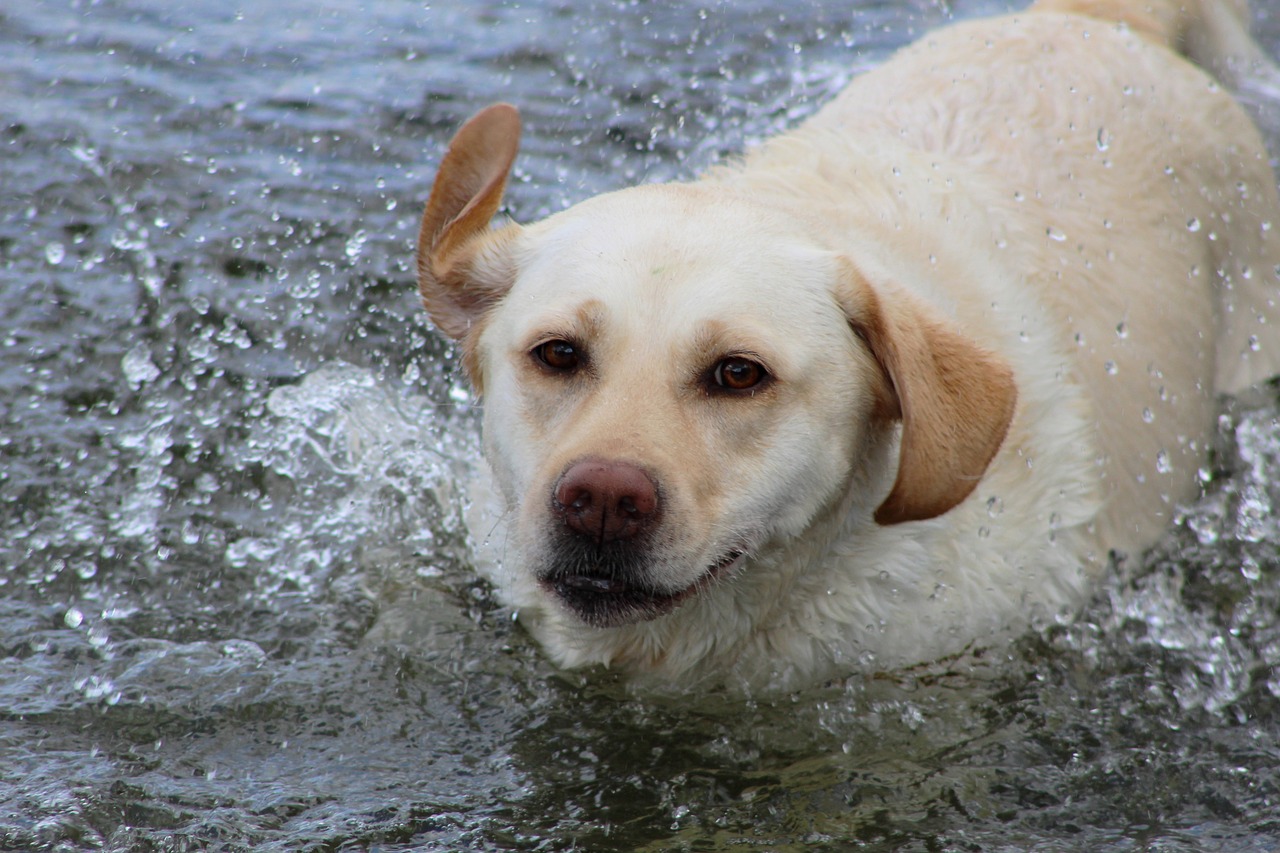 labrador  yellow  water free photo