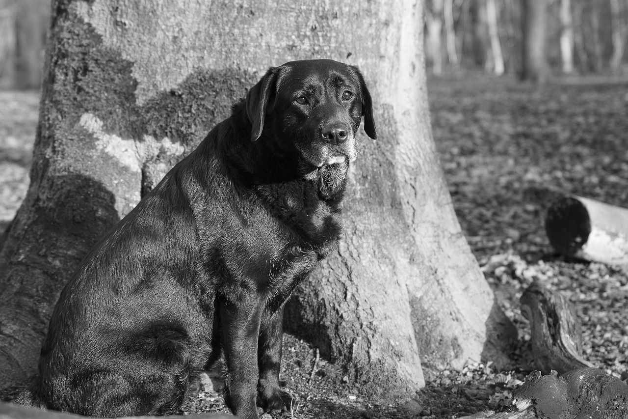 labrador  black labrador  senior free photo