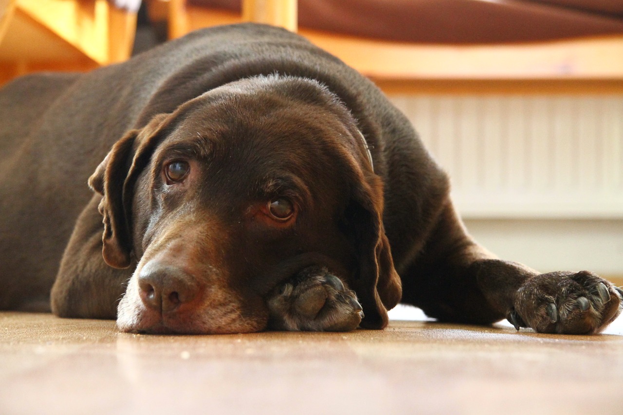 labrador  brown  chocolate free photo