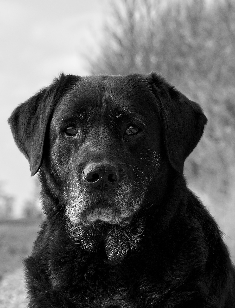 labrador  black  dog free photo