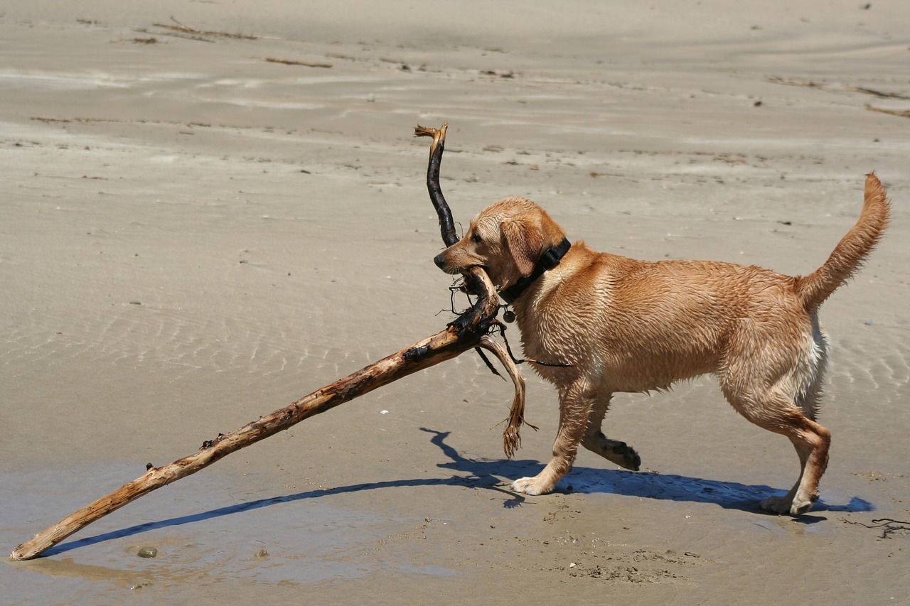 labrador  animal  dog free photo