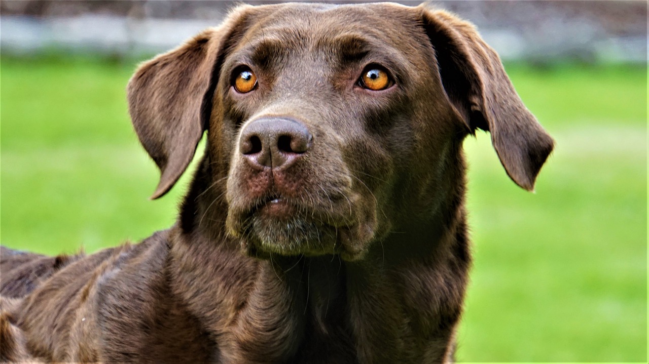 labrador  dog  pet free photo