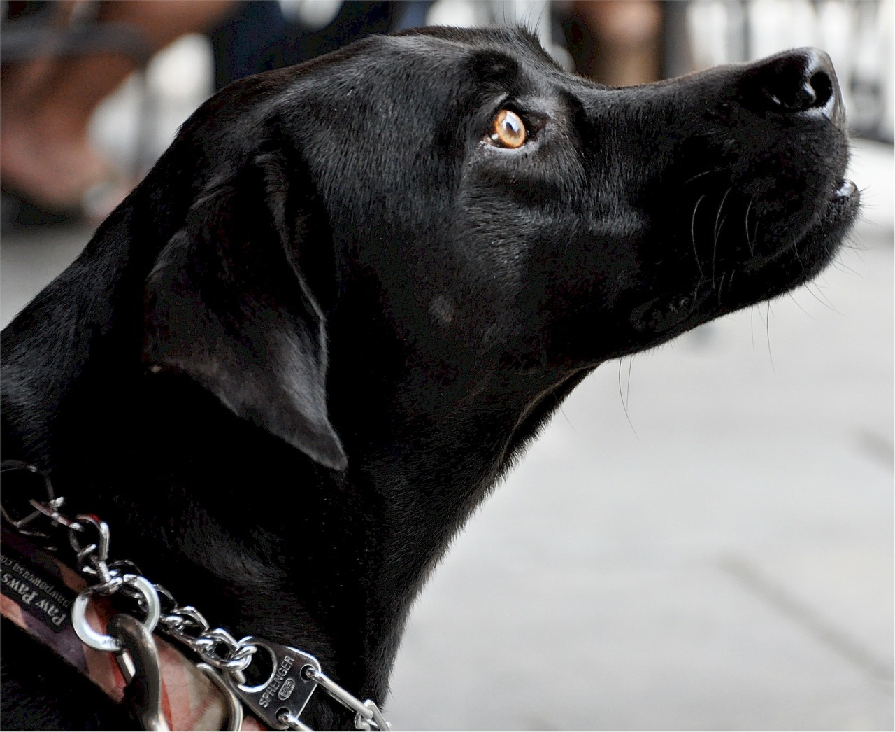 labrador dog profile free photo