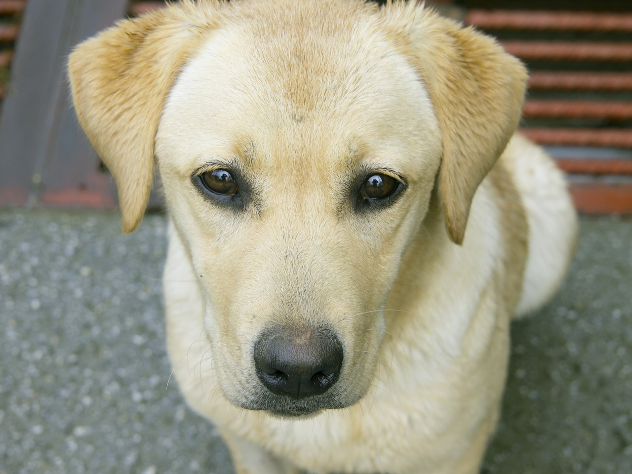 labrador dog pets free photo