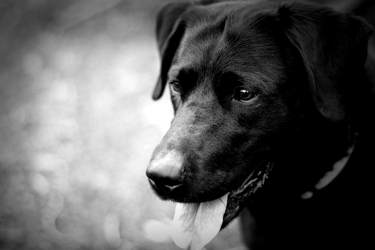 labrador dog black free photo