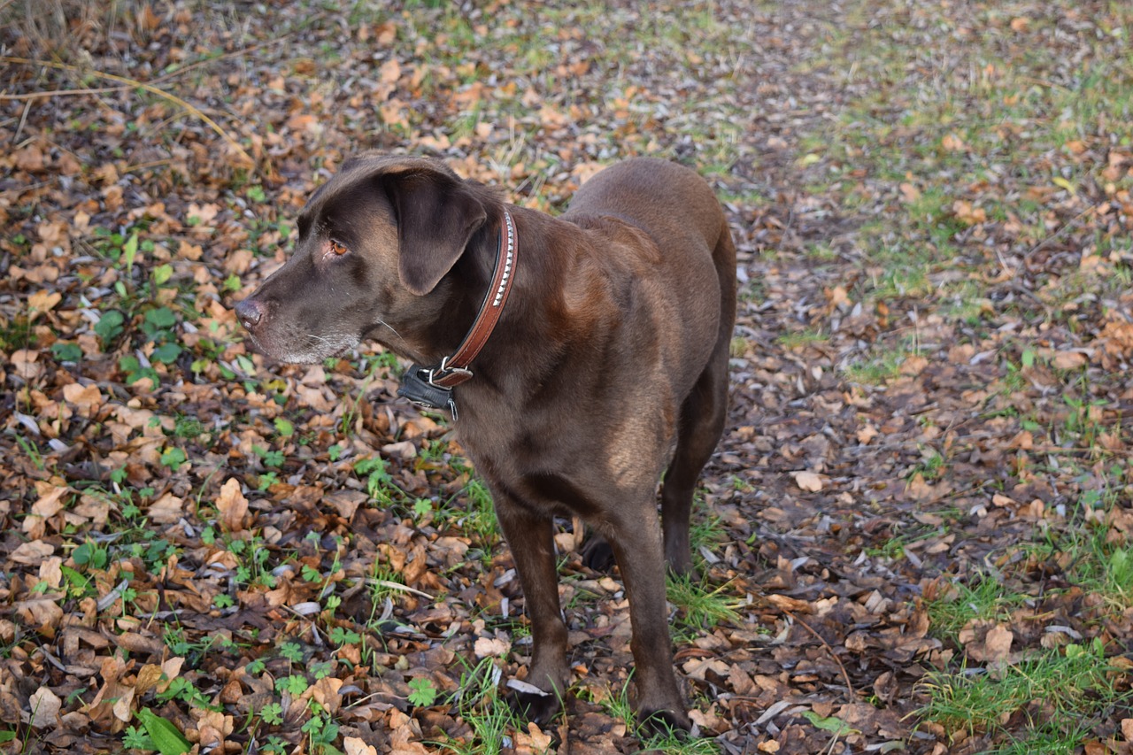 labrador dog autumn free photo