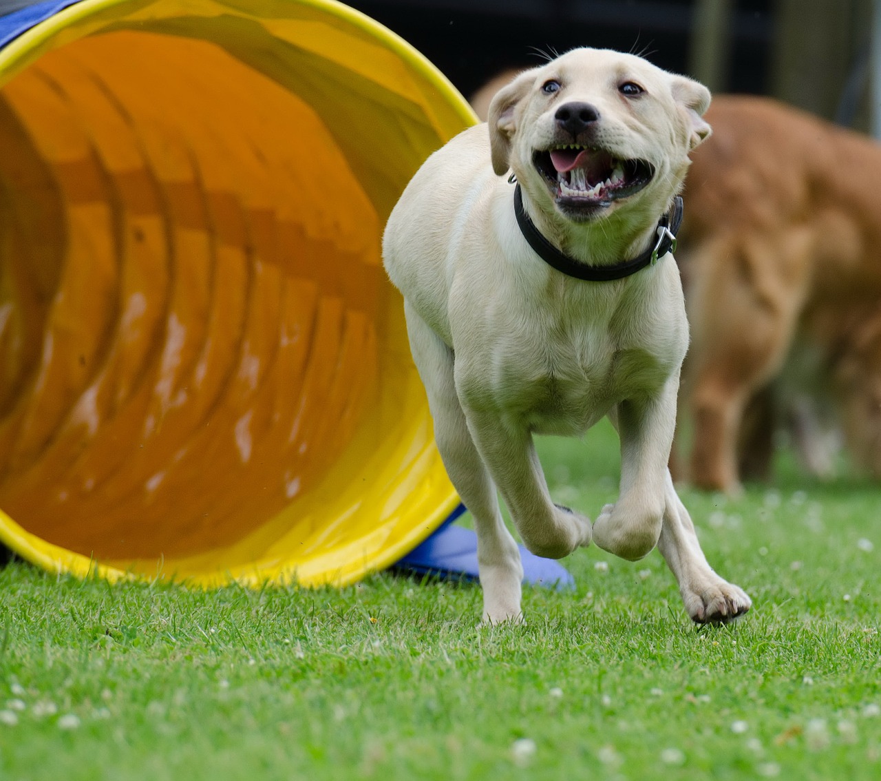 labrador agility tunnel free photo