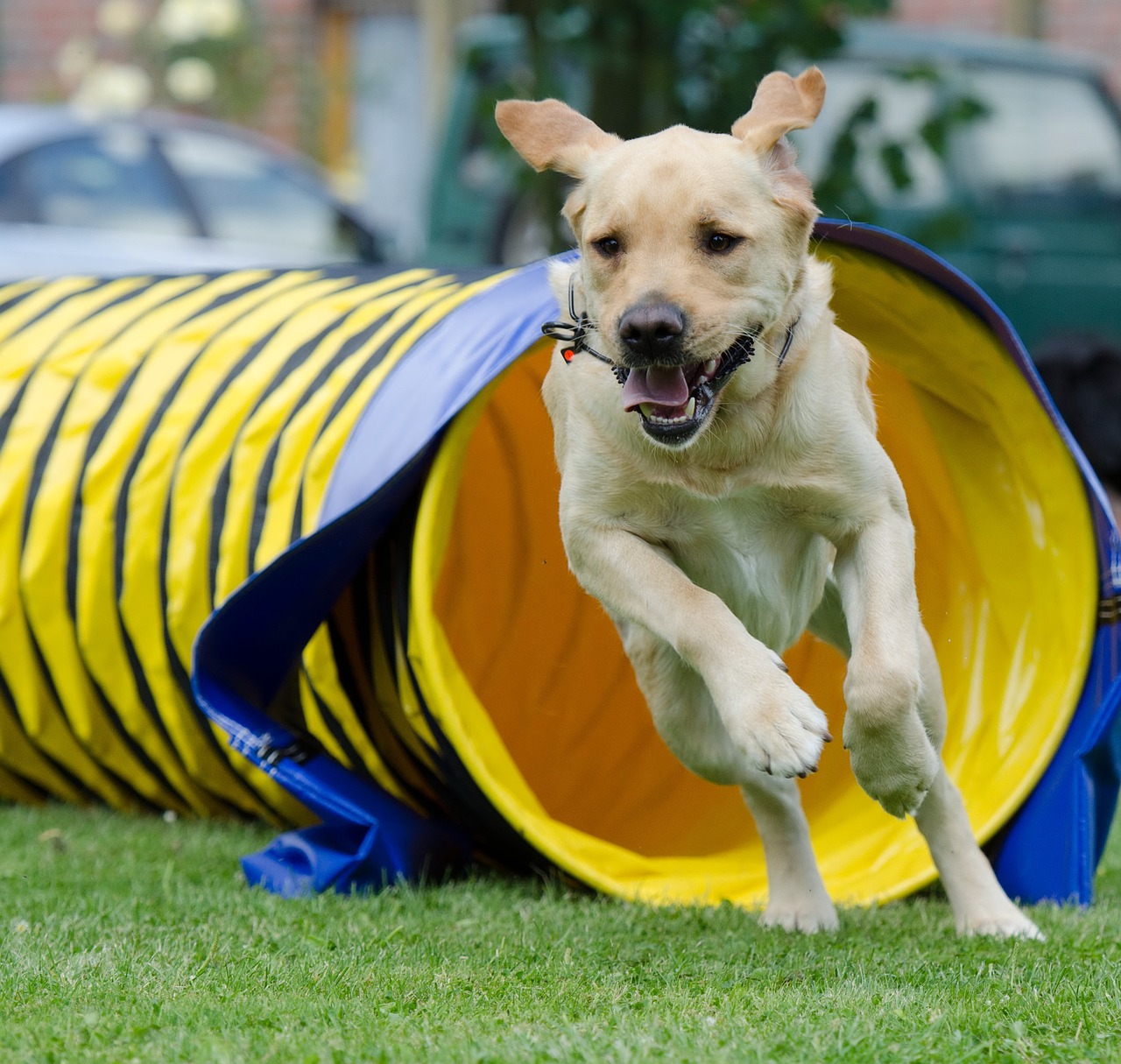 labrador tunnel agility free photo