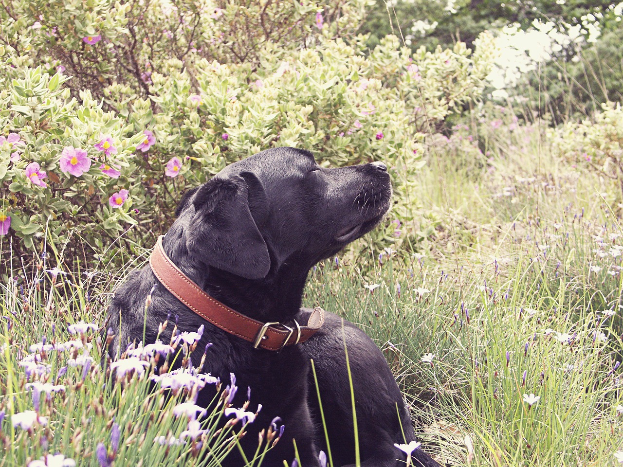 labrador dog nature free photo