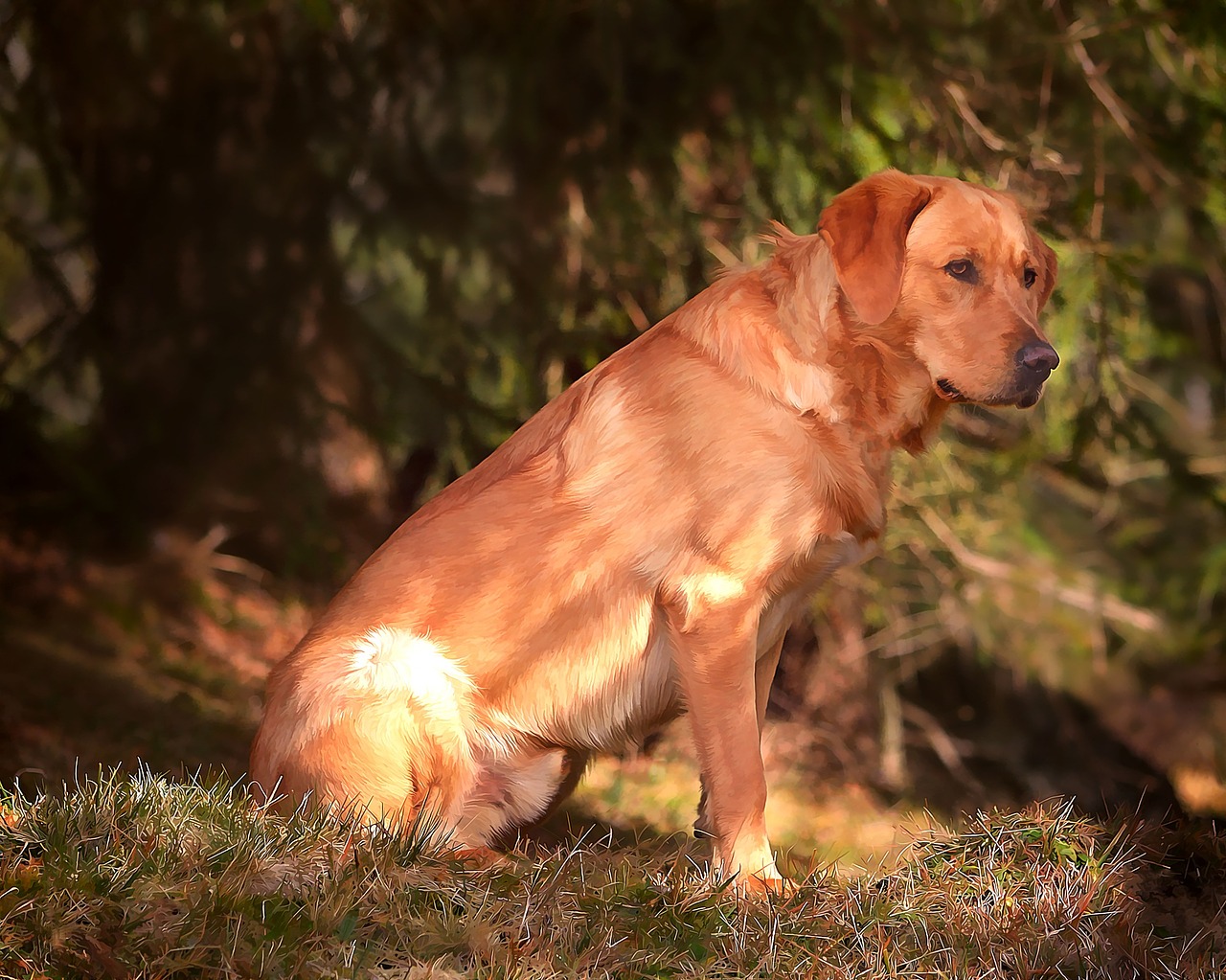 labrador dog animal free photo