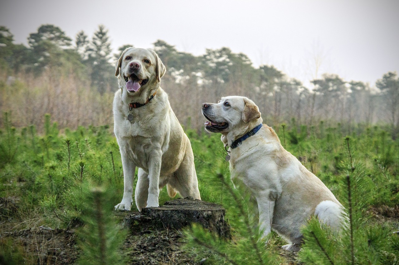 labrador breed dogs free photo