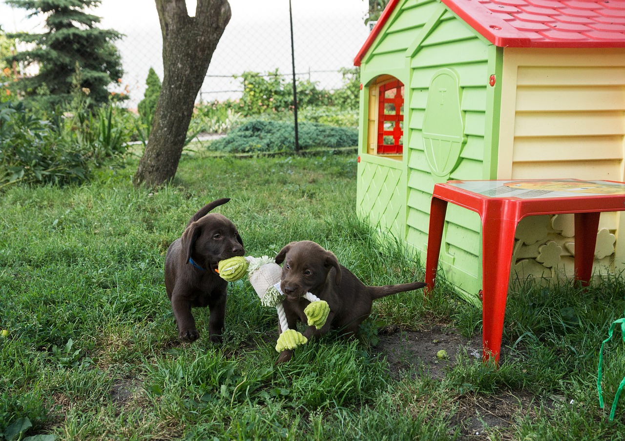 labrador chocolate puppy free photo