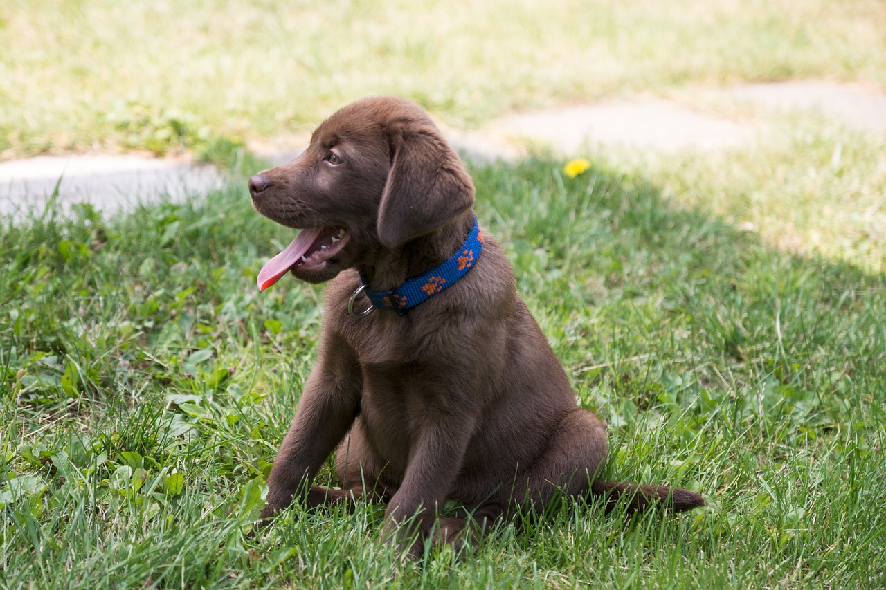 labrador puppy chocolate free photo