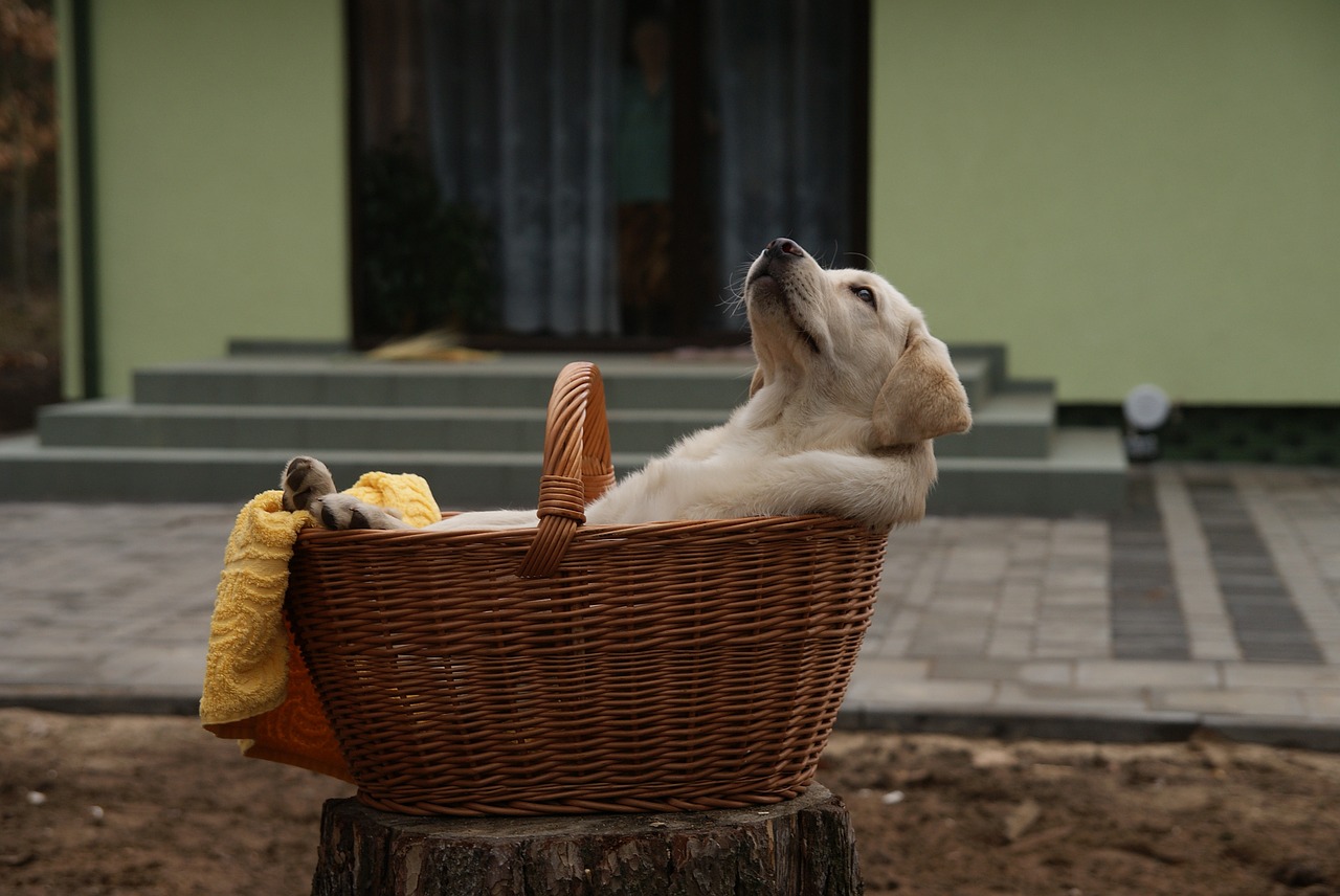 labrador labradorka puppy free photo