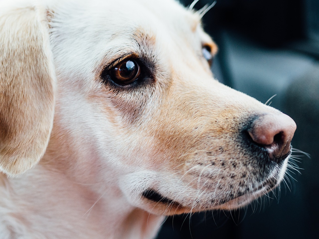 labrador dog pet free photo