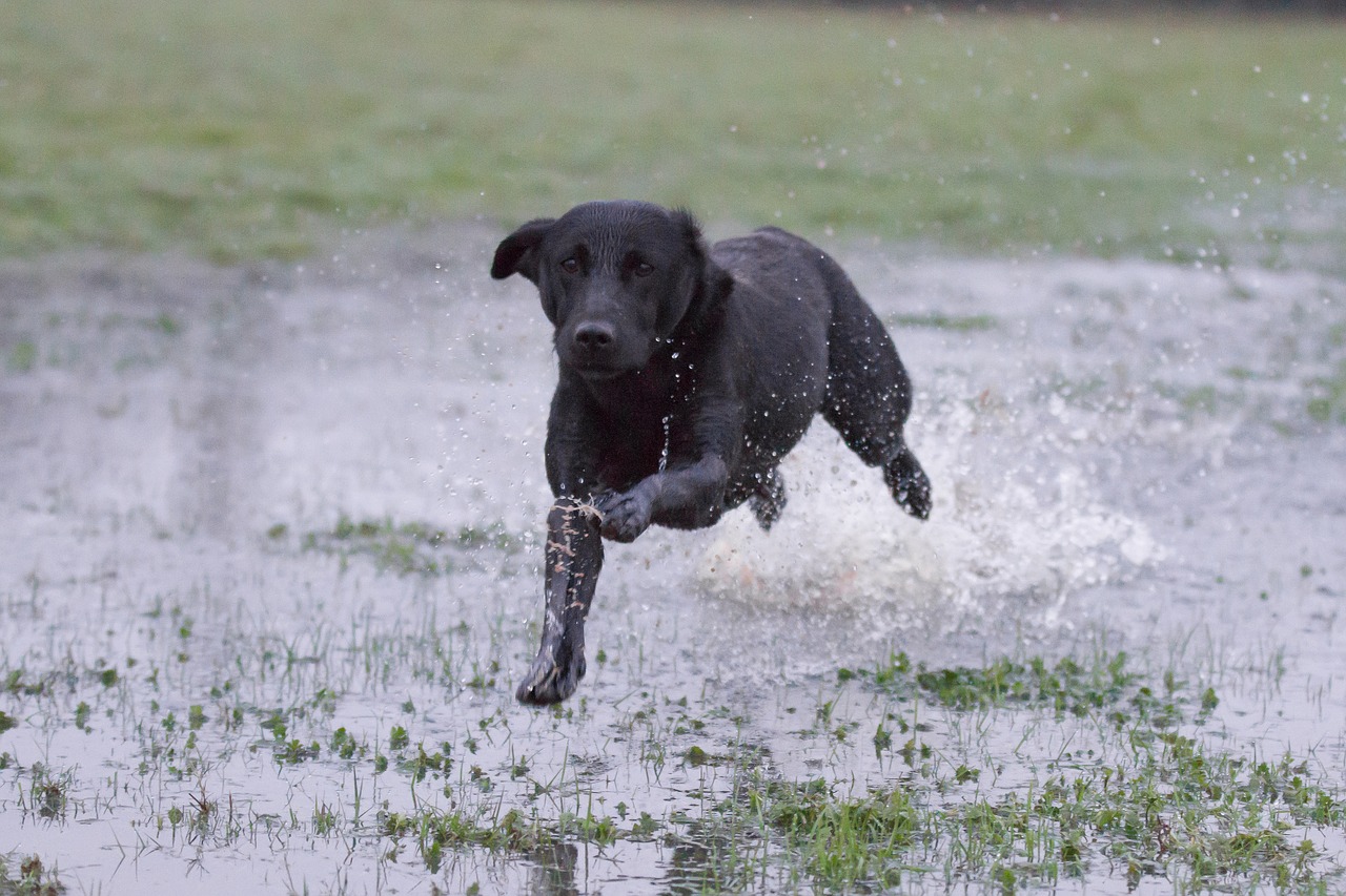 labrador black running over water working dog free photo