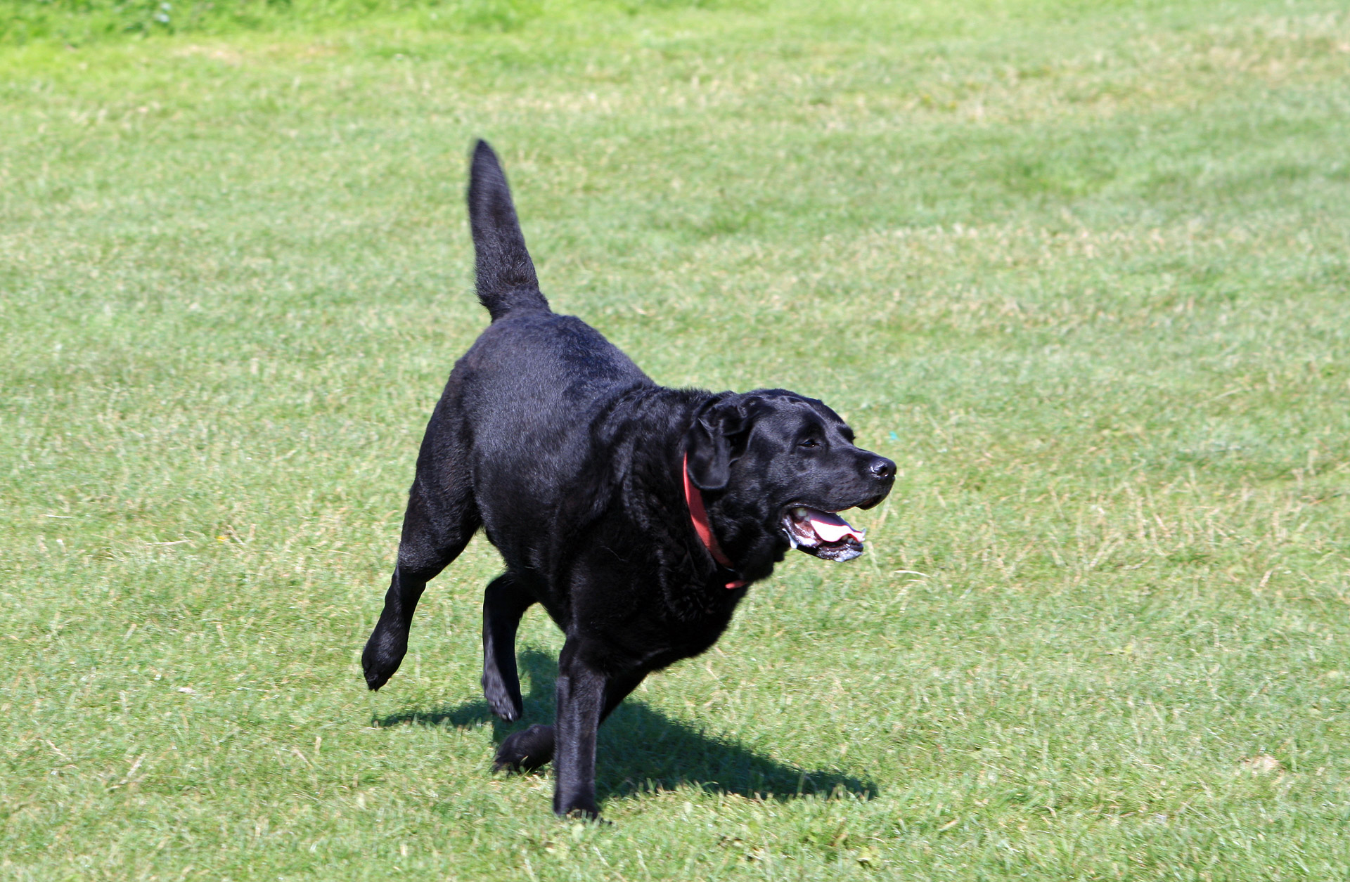 labrador labrador retriever dog free photo