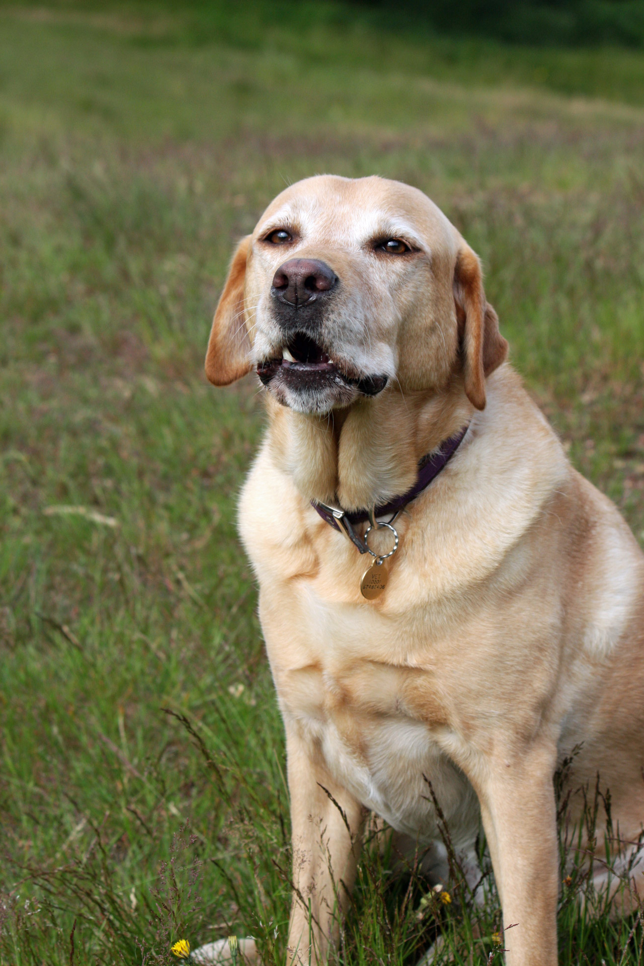 labrador dog labrador retriever dog free photo