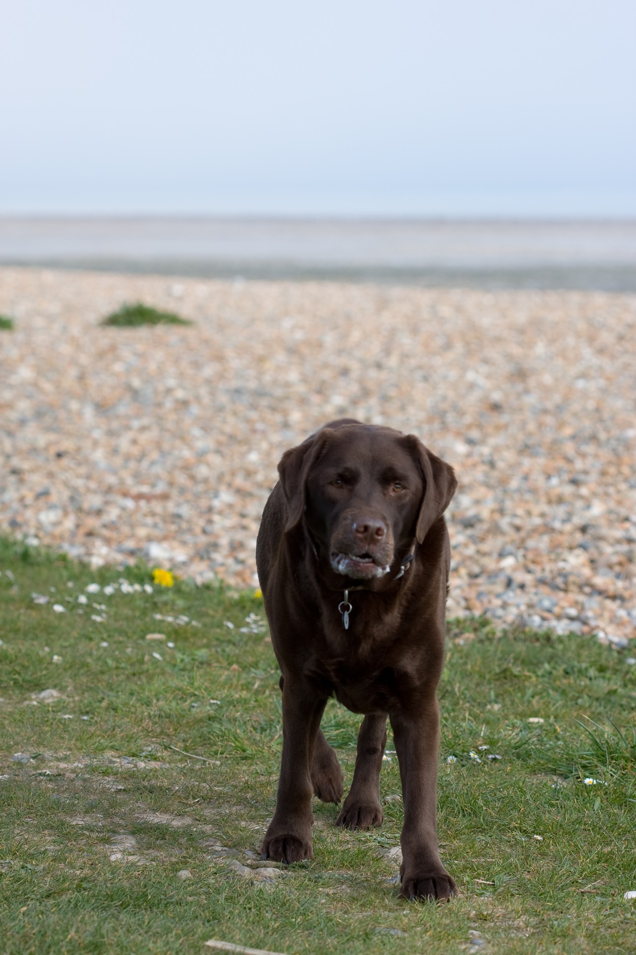 labrador labrador retriever brown free photo