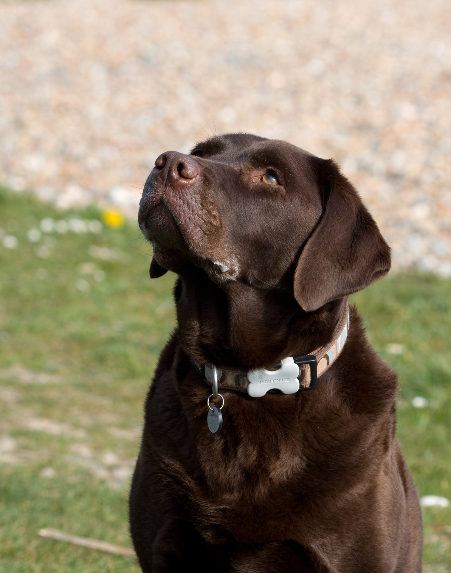 labrador dog labrador retriever free photo