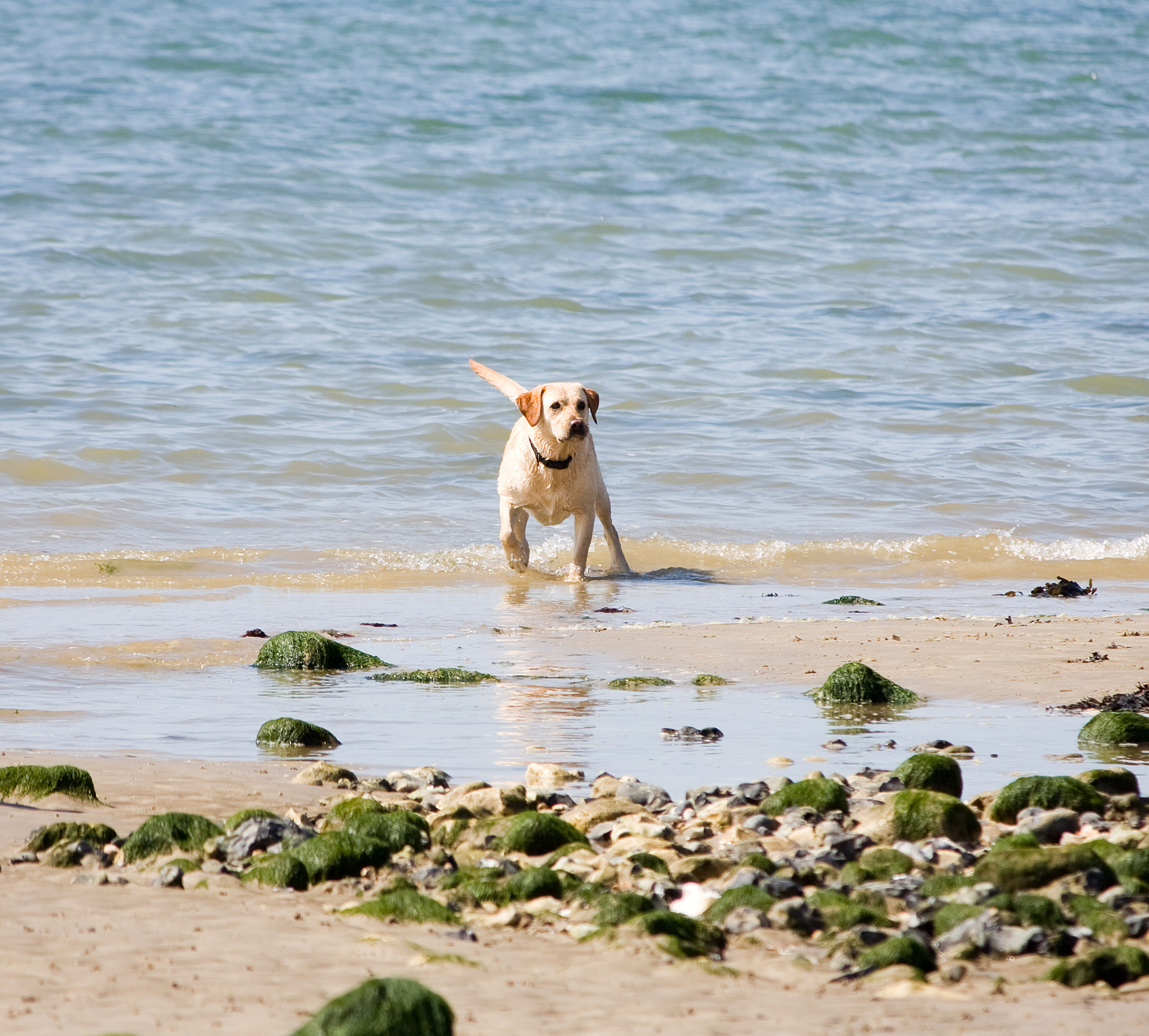 labrador labrador retriever dog free photo