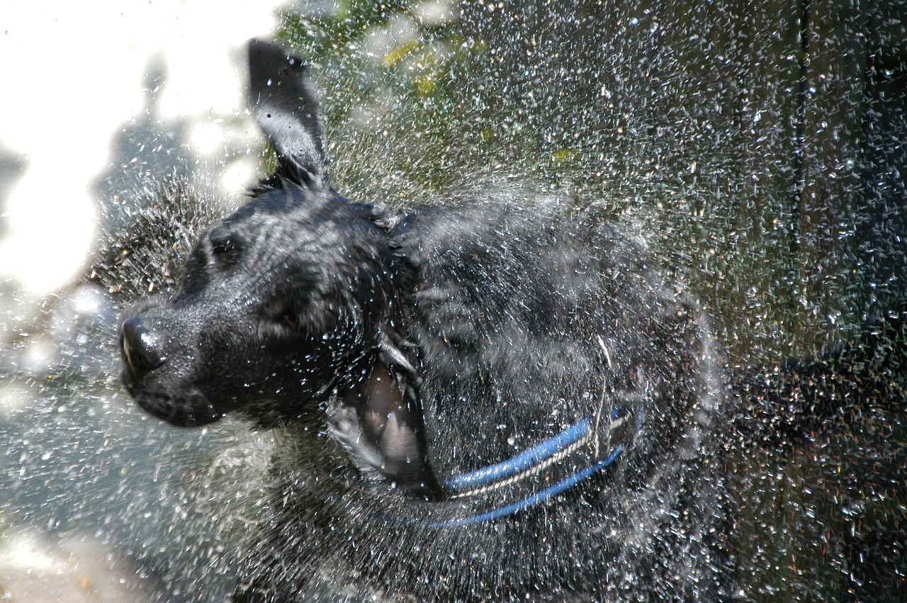 labrador-flat hybrid laundry day free photo