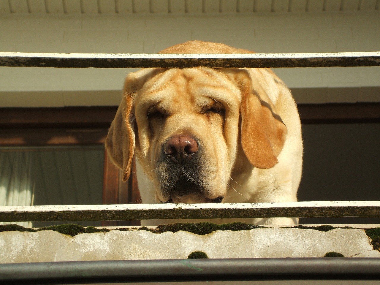 labrador portrait retriever portrait dog portrait free photo