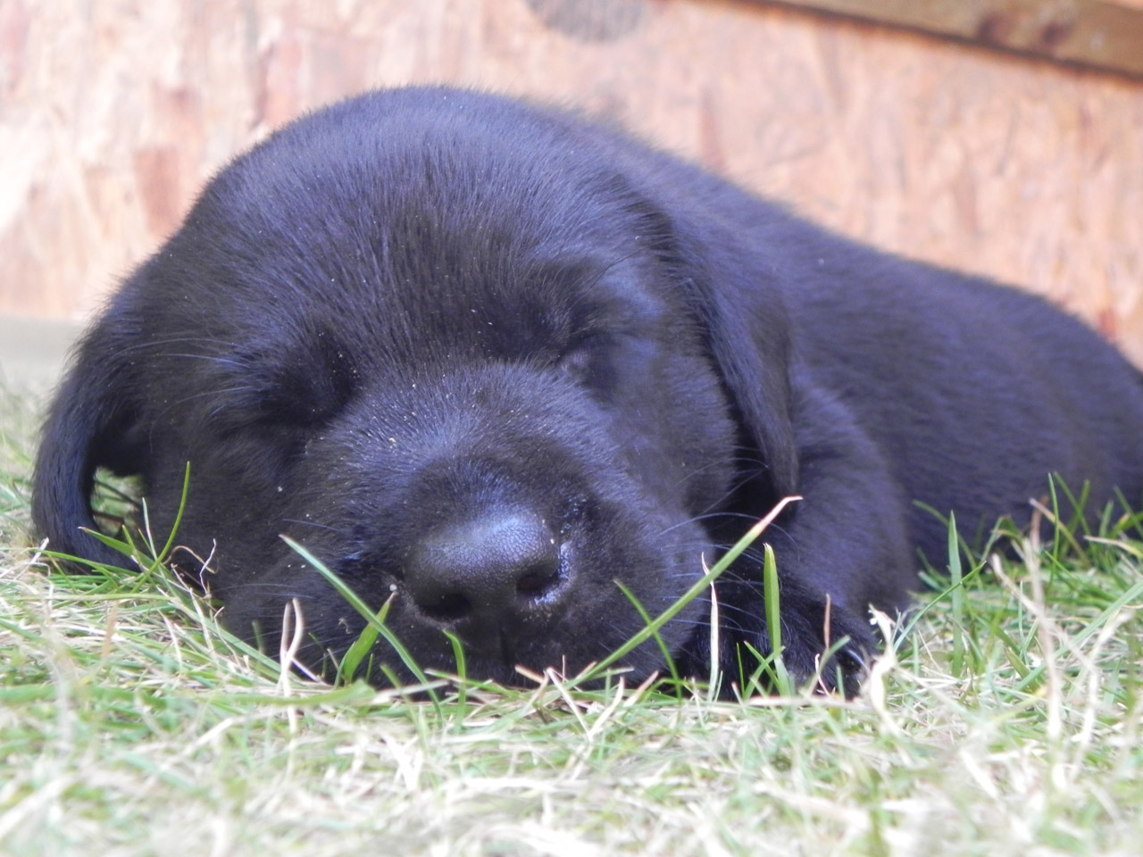 puppy black labrador free photo