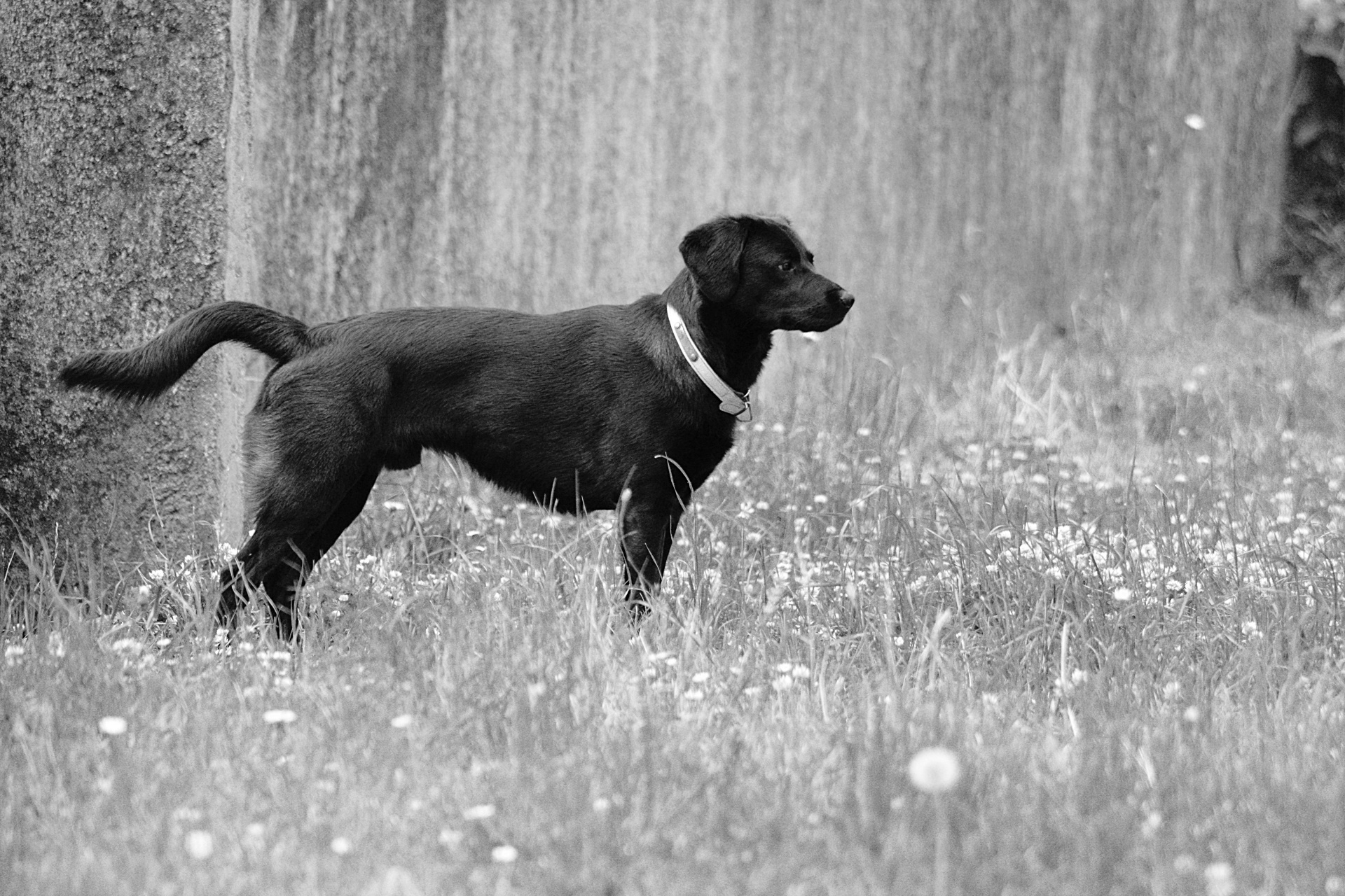 dog labrador retriever free photo