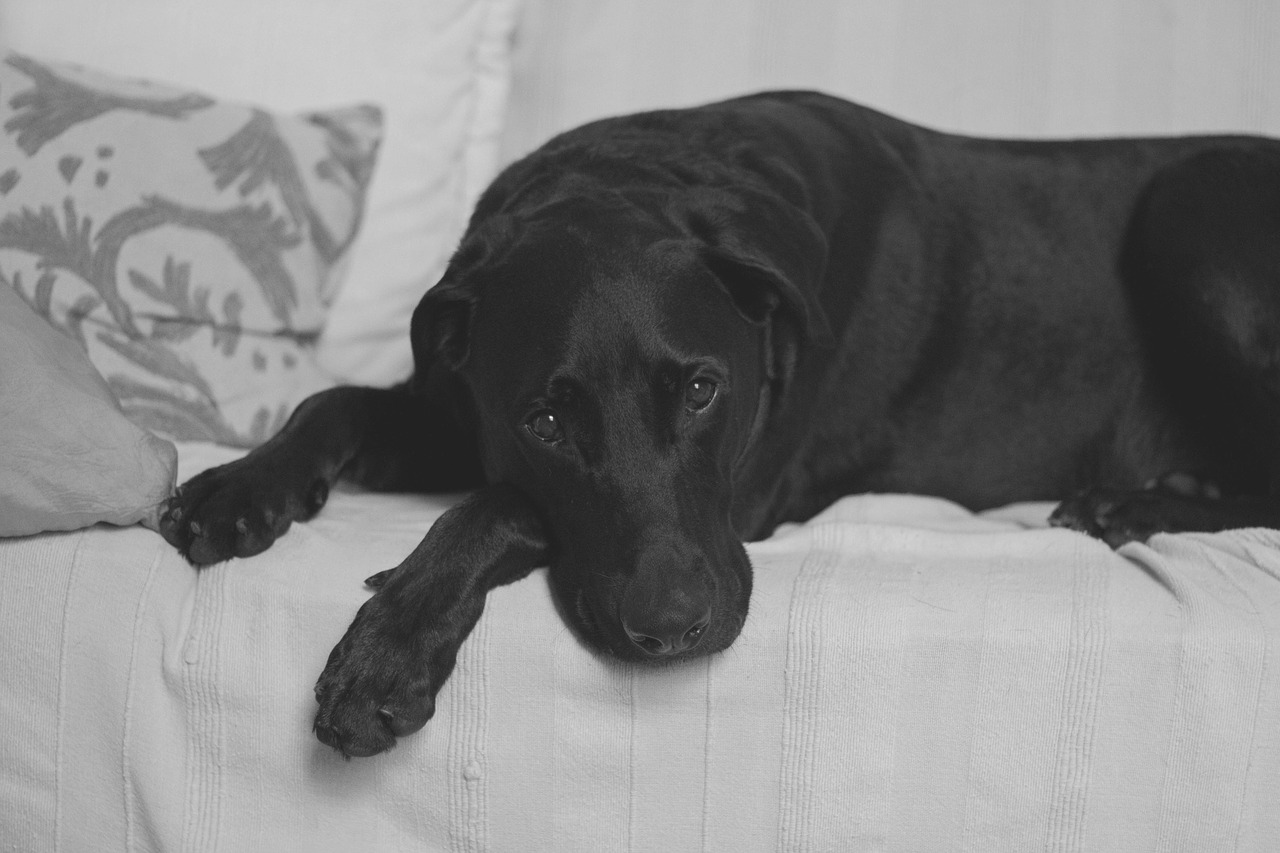 Edit free photo of Labrador retriever,black lab,black,labrador ...