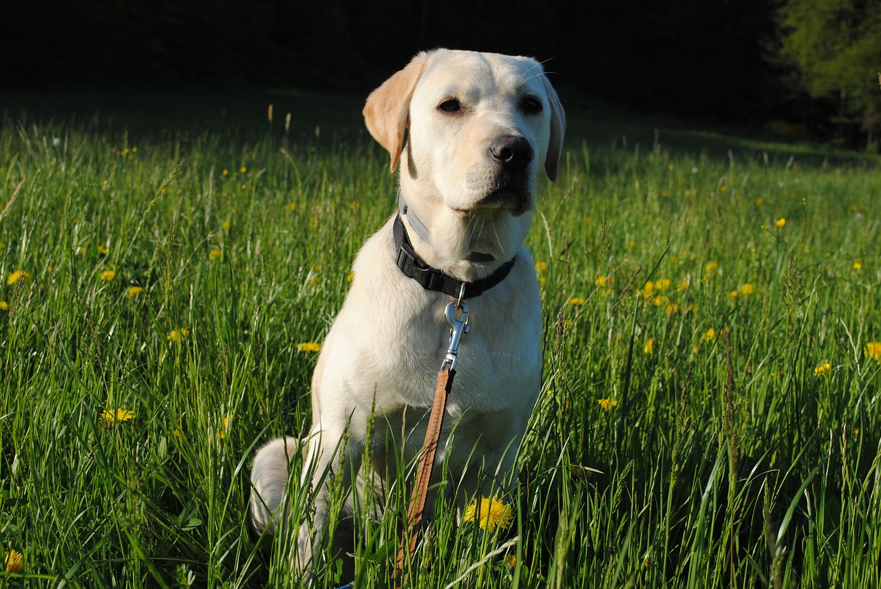 labrador retriever dog animal free photo