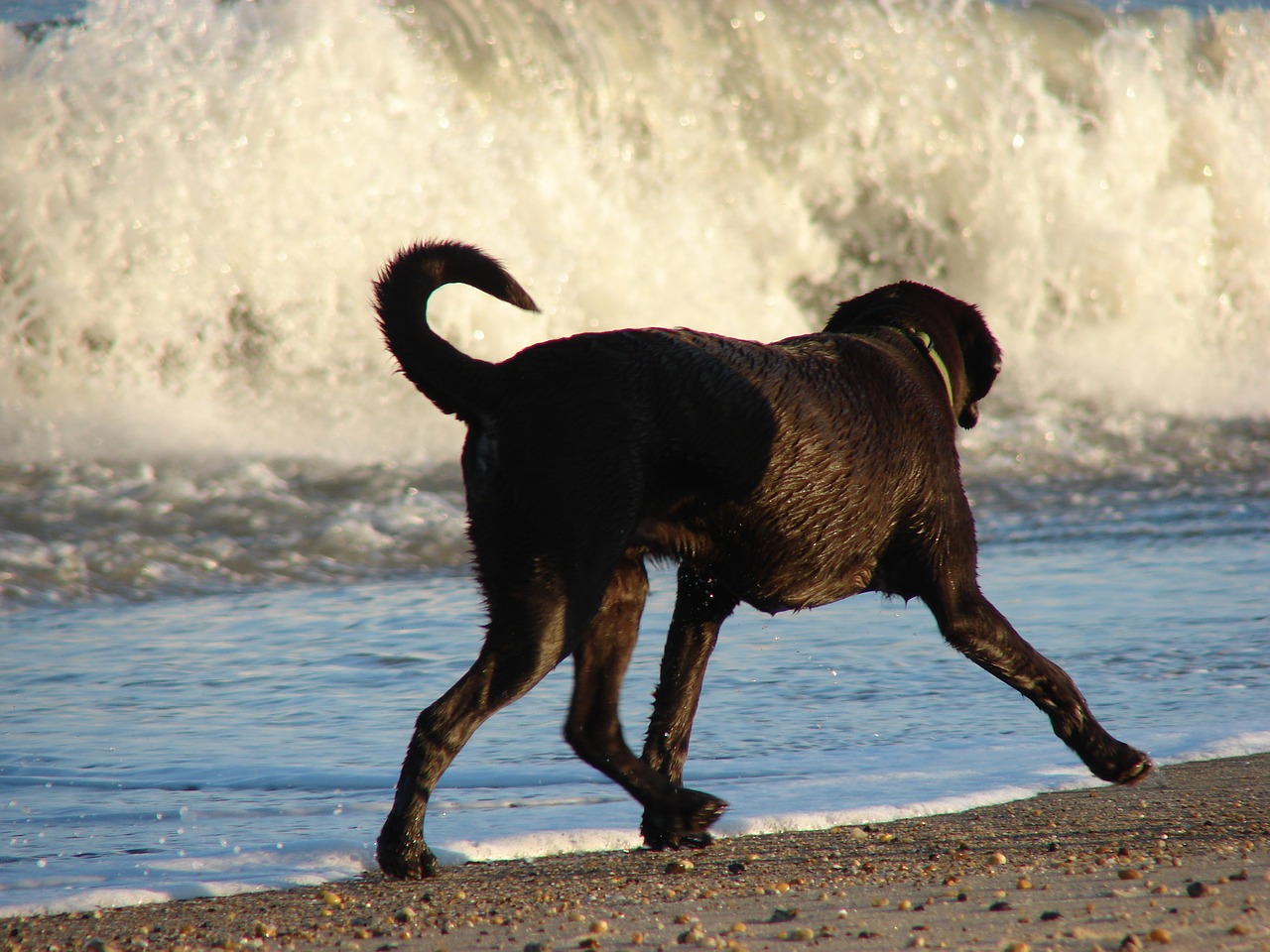 labrador retriever beach labrador free photo