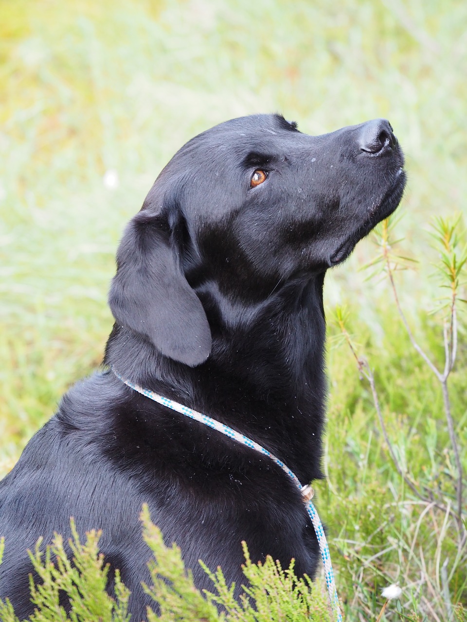 labrador retriever dog black free photo